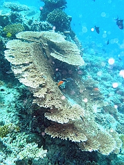 IMG_1095rf_Maldives_Madoogali_Plongee 11_Donagali thila_Table de corail